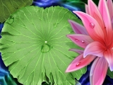 Fleurs de Lotus