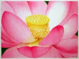 Fleurs de Lotus