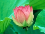 Fleurs de Lotus