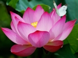 Fleurs de Lotus