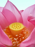 Fleurs de Lotus