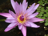 Fleurs de Lotus