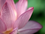 Fleurs de Lotus