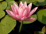 Fleurs de Lotus