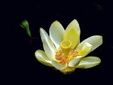 Fleurs de Lotus
