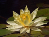 Fleurs de Lotus