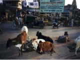Vaches