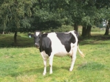 Vaches