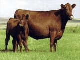 Vaches