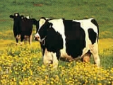 Vaches