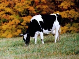 Vaches