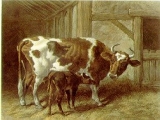 Vaches