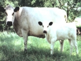 Vaches