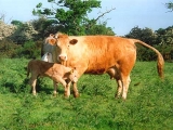 Vaches