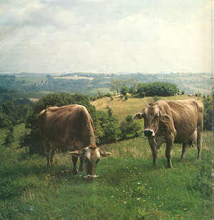 Les vaches sacres